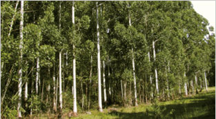 Cobola Maderera Tosco Piemontesa